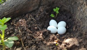 découvrez le fascinant monde des oeufs blancs dans la terre, une exploration captivante des mystères de la nature et de la vie souterraine. apprenez comment ces oeufs se forment, leur rôle dans l'écosystème et les diverses espèces qui les pondent. plongez dans cette aventure éducative et enrichissante!