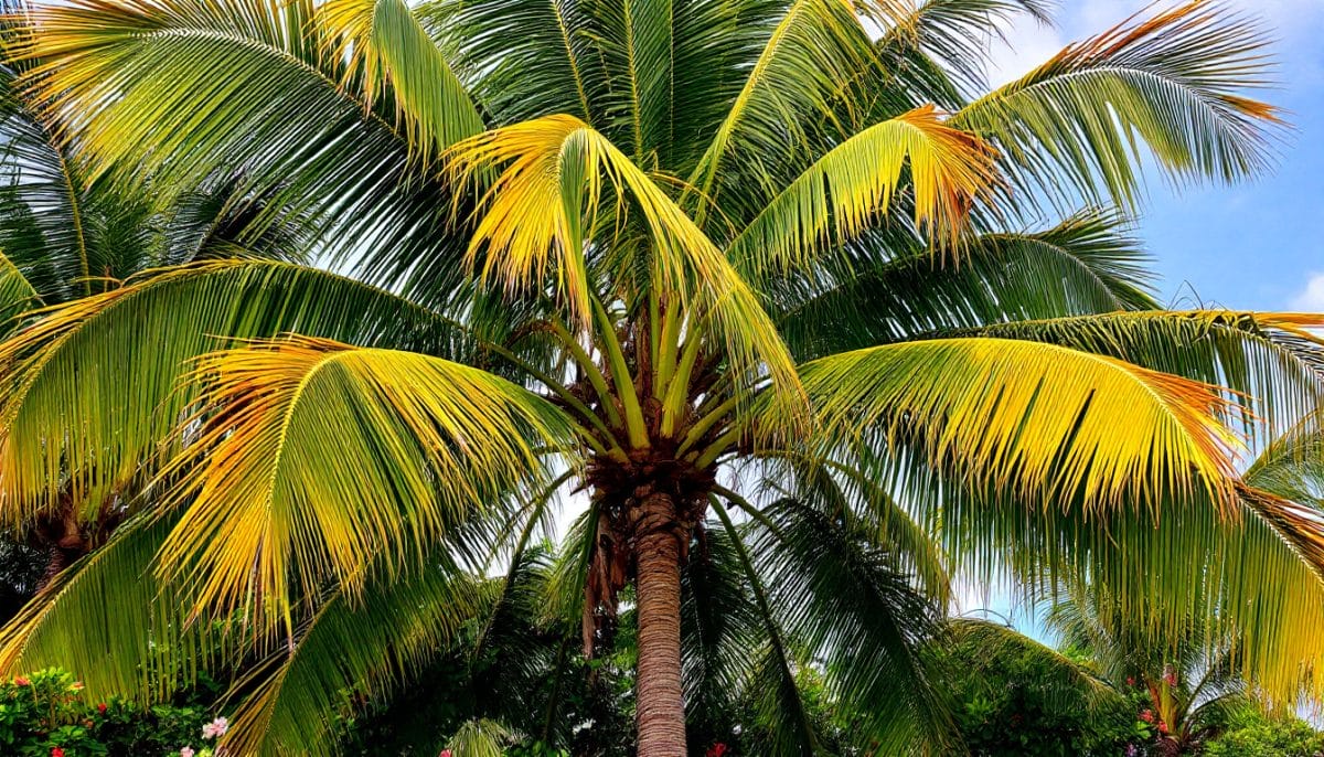 découvrez les causes et solutions pour le jaunissement des feuilles de votre palmier hawaïen. obtenez des conseils d'entretien pour garder votre plante en pleine santé et éclatante de verdure.