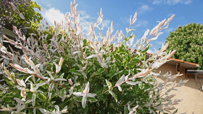 Mon saule crevette perd ses feuilles : que faire et comment réagir ?